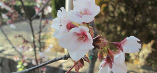 園内の様子：玉縄桜（1月）